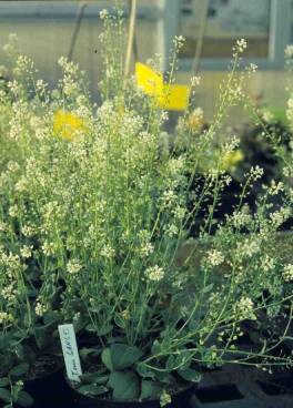flowering
                                Noccaea (= Thlaspi) caerulescens, Ganges
                                population